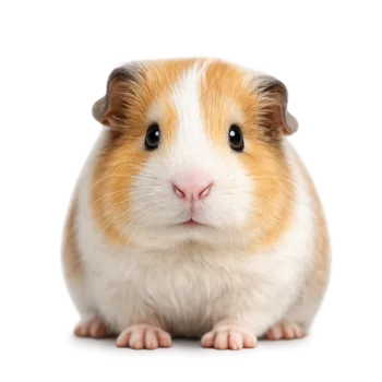 GLODALCI